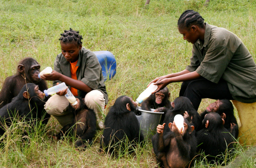 Tchimpounga Sanctuary